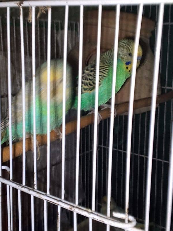 Parrots colony Available 12