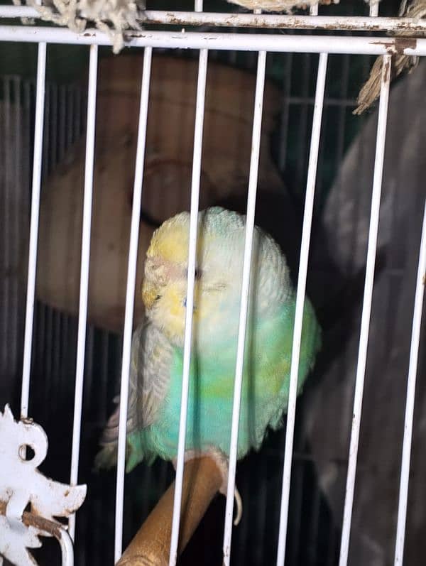 Parrots colony Available 13