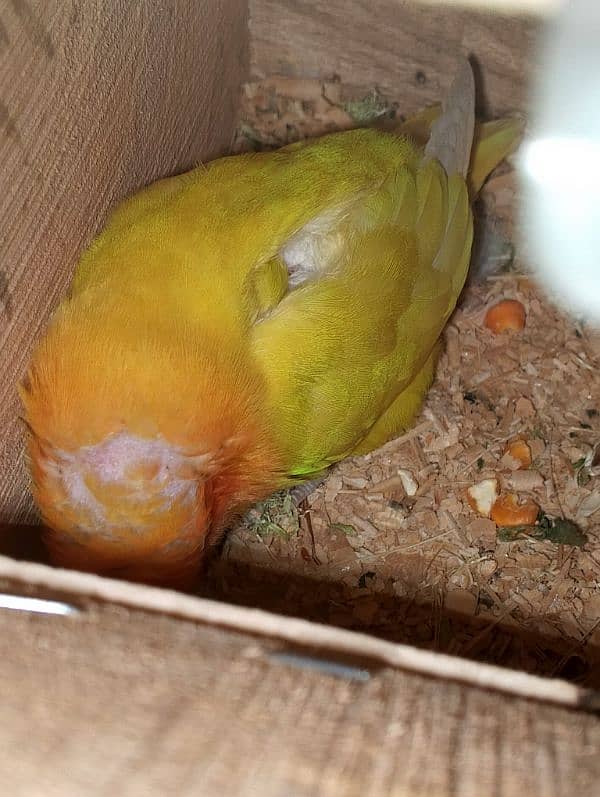 Parrots colony Available 14