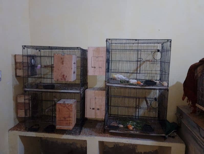 Parrots colony Available 16