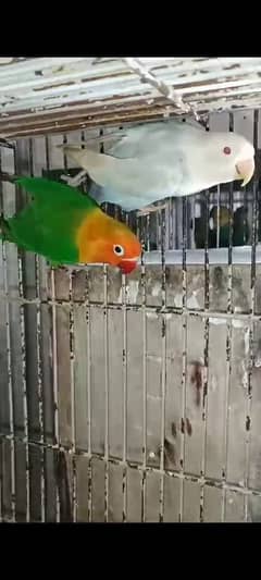 love birds pale fellow decino albino red eyes dec opline and parblue.