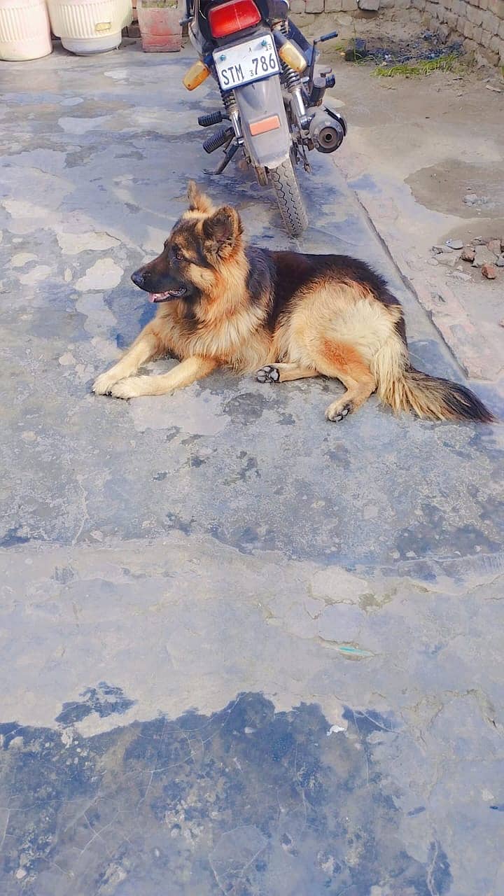 German shepherd (long coated) Male 0