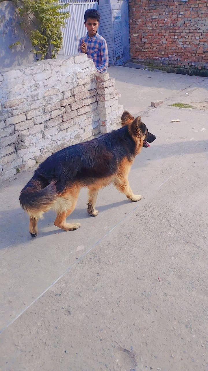 German shepherd (long coated) Male 2