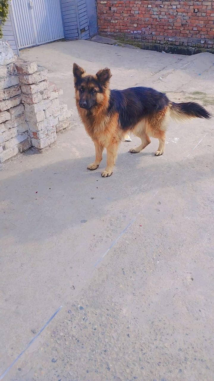 German shepherd (long coated) Male 3