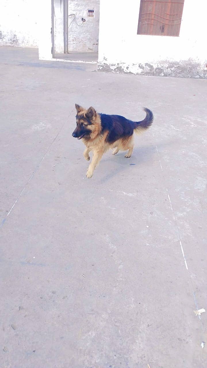 German shepherd (long coated) Male 4