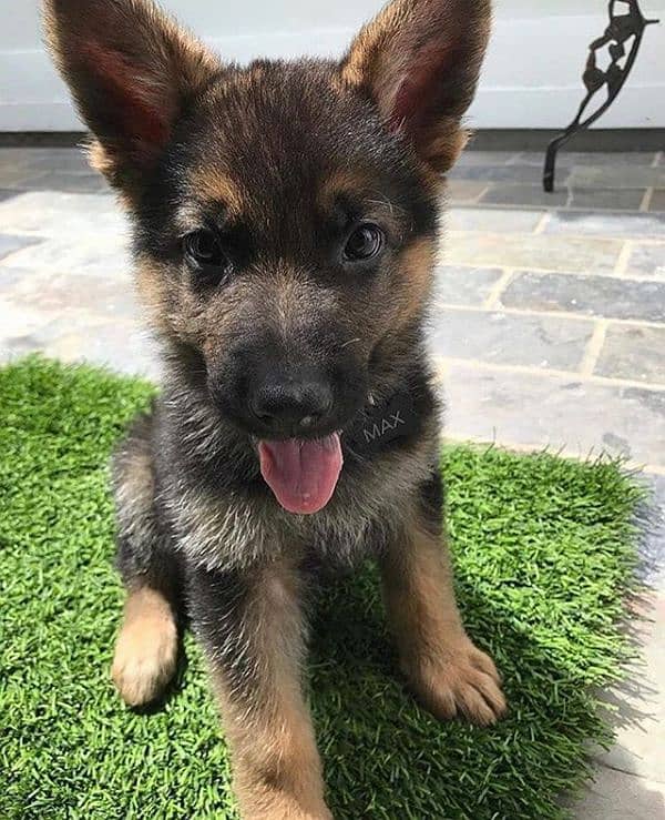 German shepherd Long Coat Male & Female  For Sale 03287625932WhatsApp 0