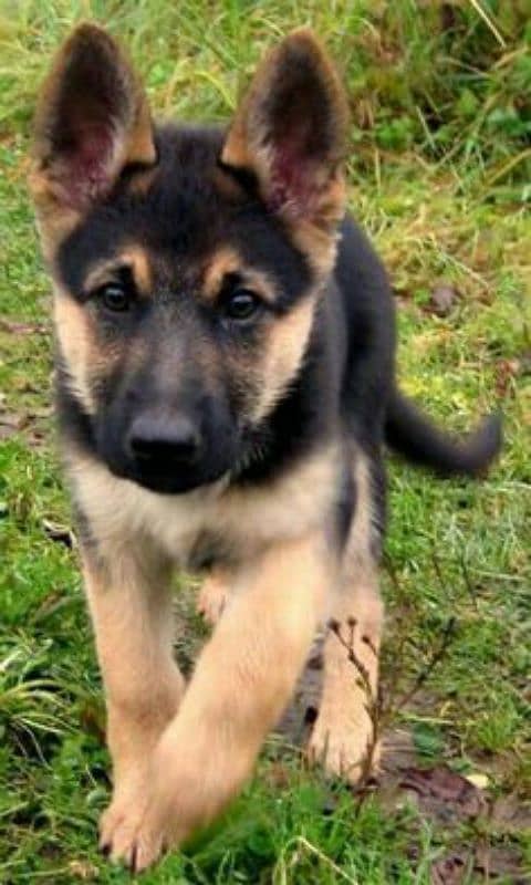 German shepherd Long Coat Male & Female  For Sale 03287625932WhatsApp 1