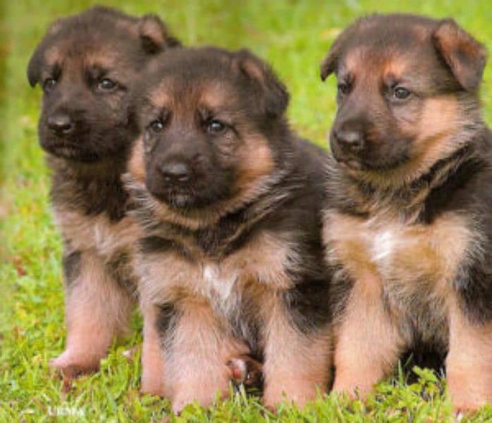 German shepherd Long Coat Male & Female  For Sale 03287625932WhatsApp 0