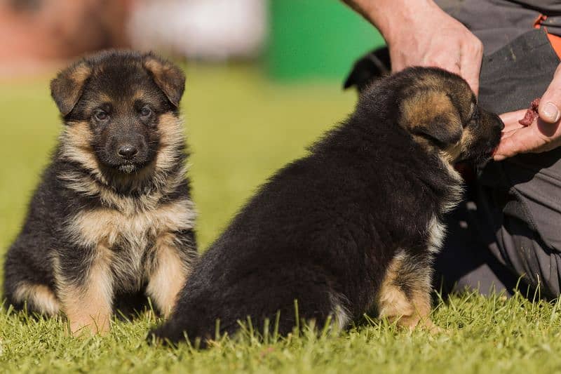 German shepherd Long Coat Male & Female  For Sale 03287625932WhatsApp 1