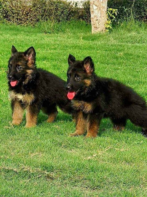 German shepherd Long Coat Male & Female  For Sale 03287625932WhatsApp 1