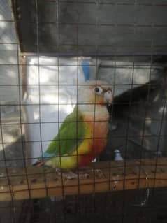 pure pineapple conure parrot