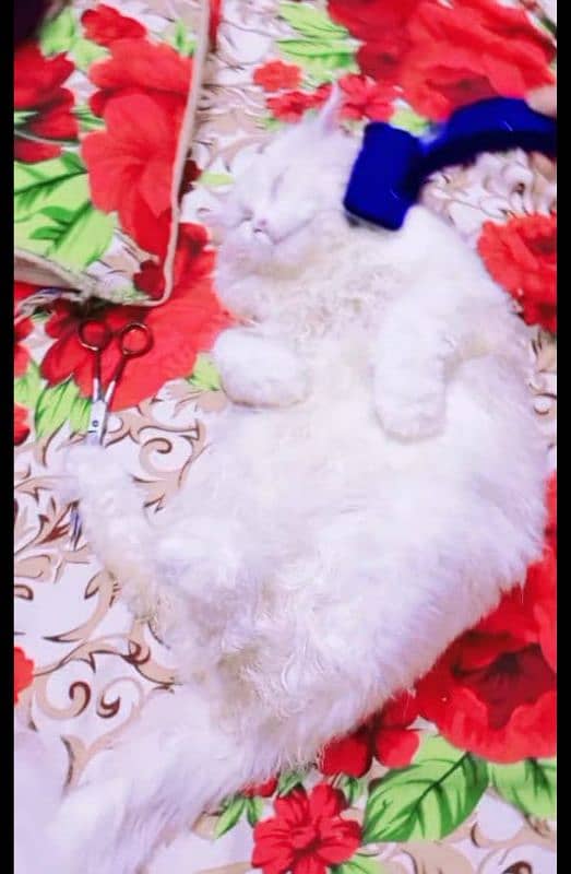 persion cat male only for meeting 03038034575 3