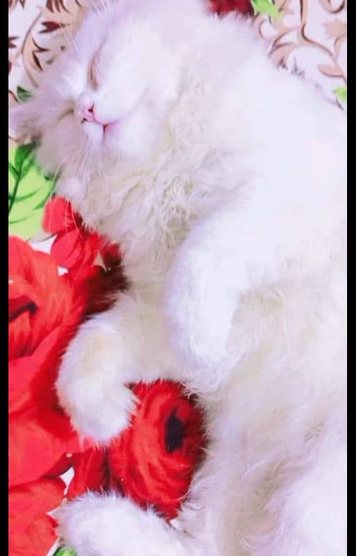 persion cat male only for meeting 03038034575 5