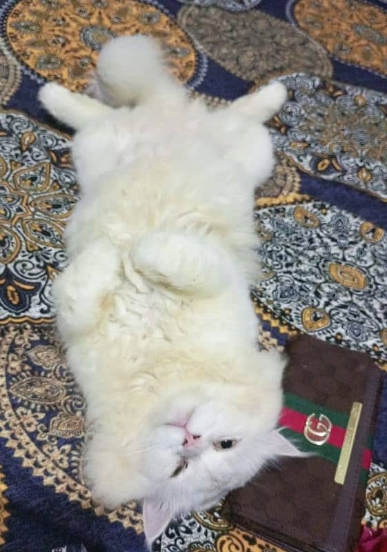 persion cat male only for meeting 03038034575 7