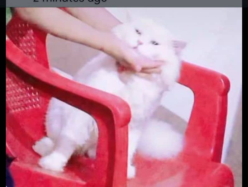 persion cat male only for meeting 03038034575 9