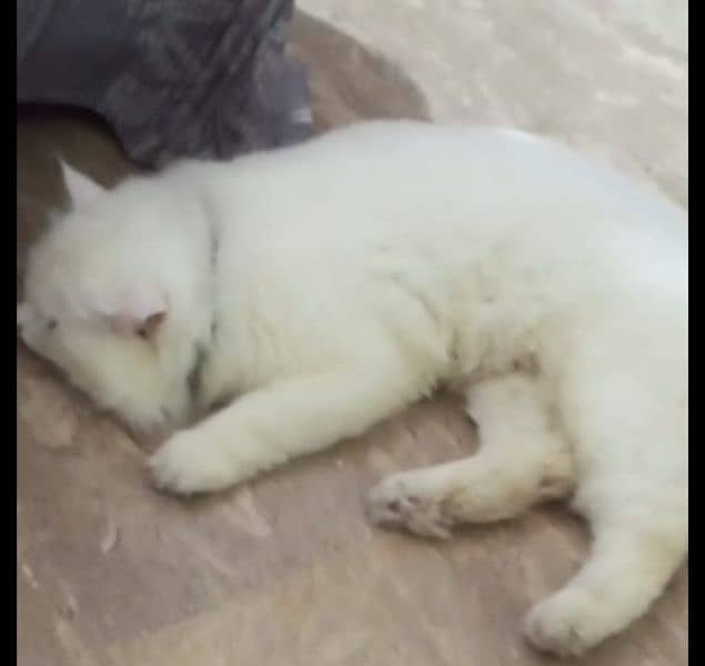 persion cat male only for meeting 03038034575 10