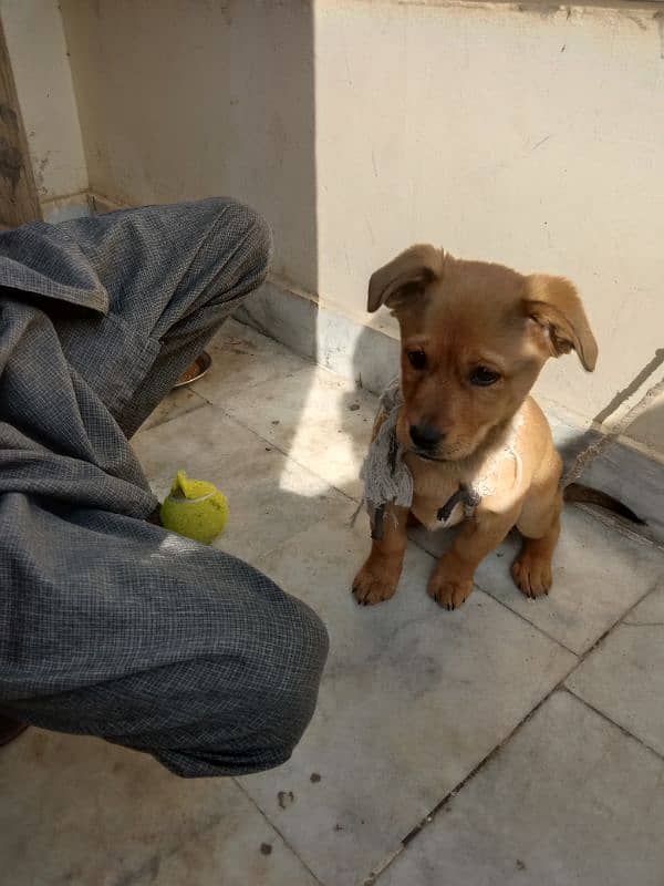 male shihtzo papies for sale dog 0