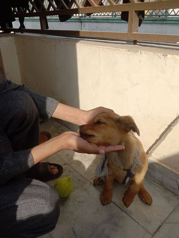 male shihtzo papies for sale dog 1