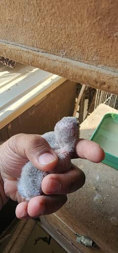 Blue torquise conure baby