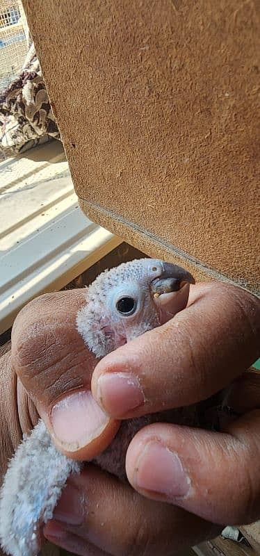 Blue torquise conure baby 1