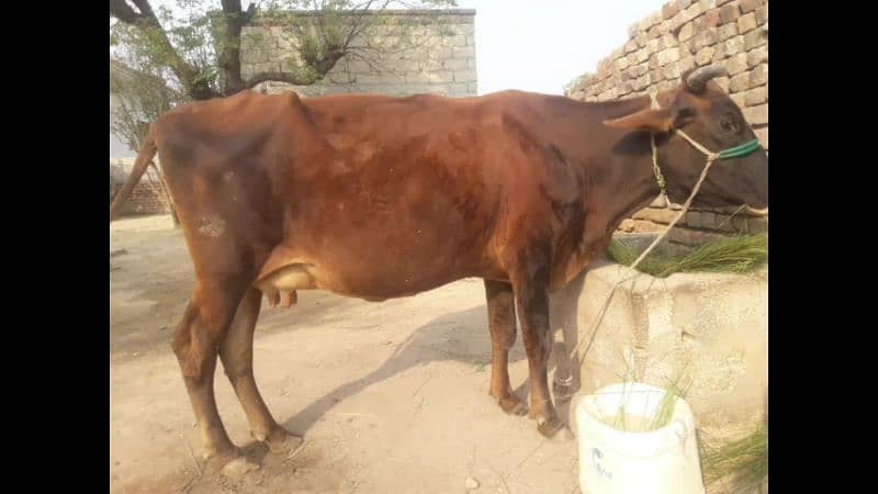 Jersey cross pregnet plus milk cow for sale 1