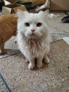 Persian cat double coated Male and simple female