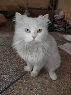 Persian cat double coated Male and simple female