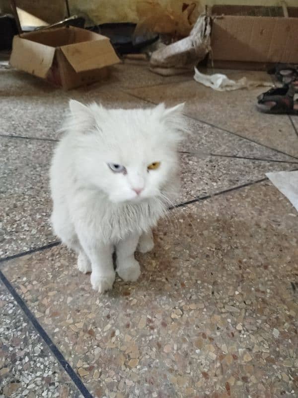 Persian cat double coated Male and simple 1