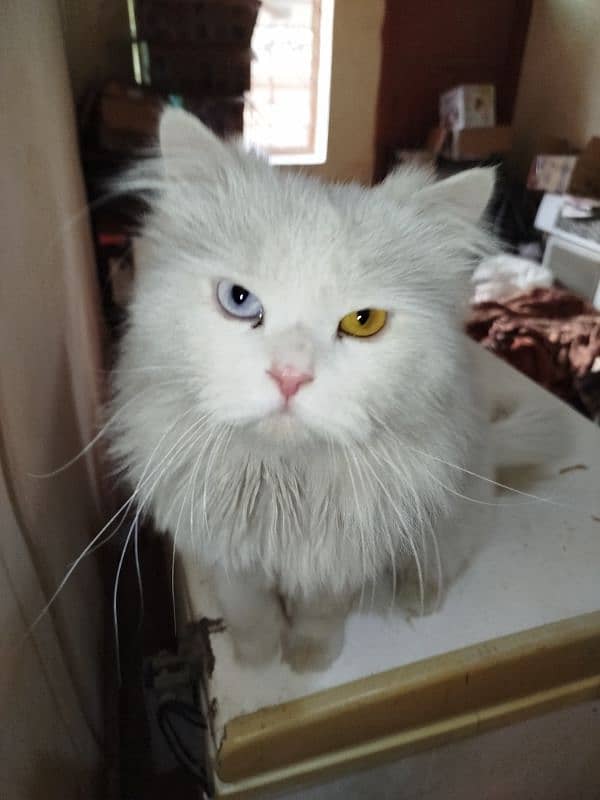 Persian cat double coated Male and simple 2