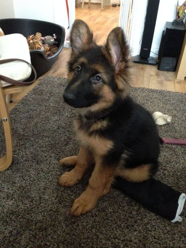 German shepherd Long Coat Male & Female  For Sale 03287625932WhatsApp 1