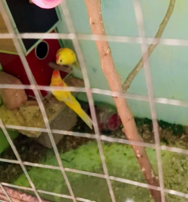 robino rosella pair and ramp two female ramp female price 25000 health 3