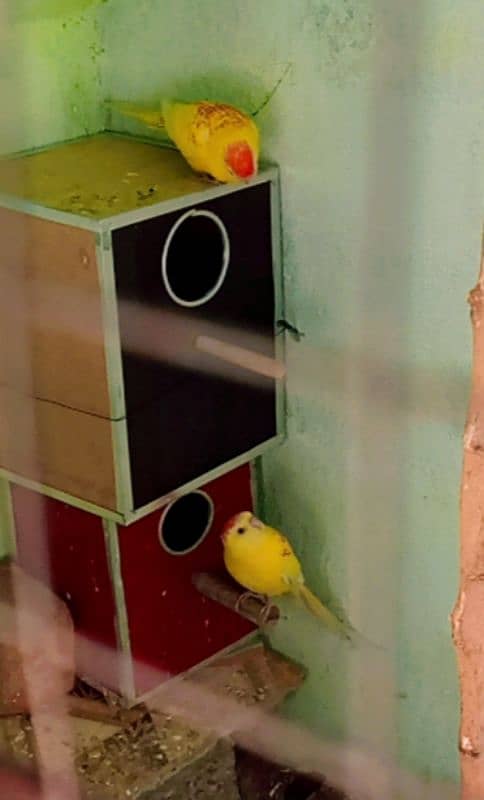 robino rosella pair and ramp two female ramp female price 25000 health 4