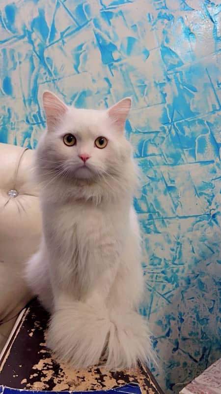 White Persian Male Cat 1