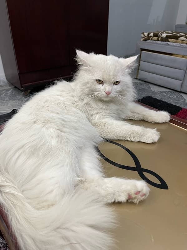 White Persian Male Cat 2