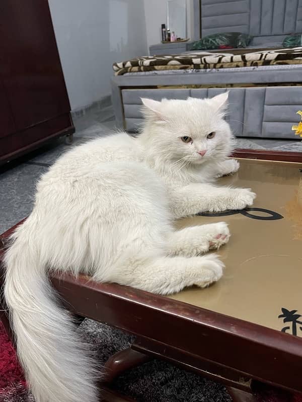 White Persian Male Cat 3