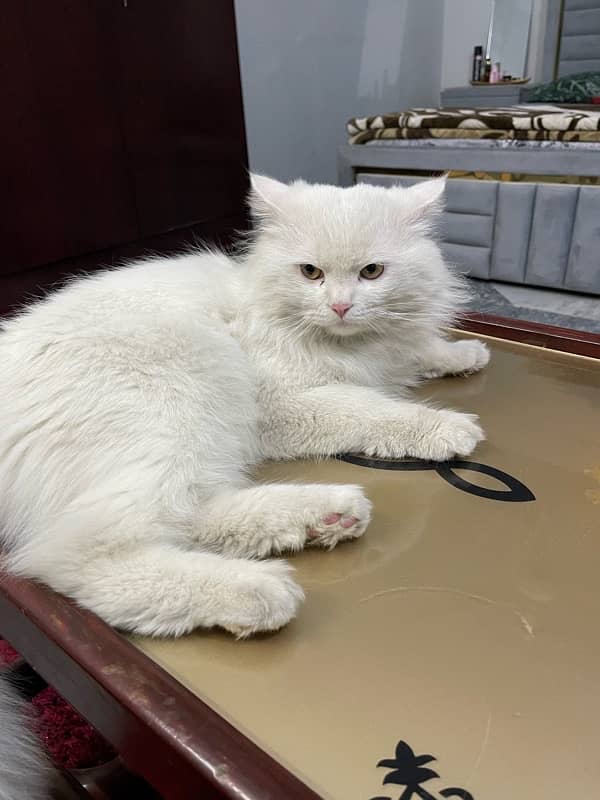 White Persian Male Cat 4