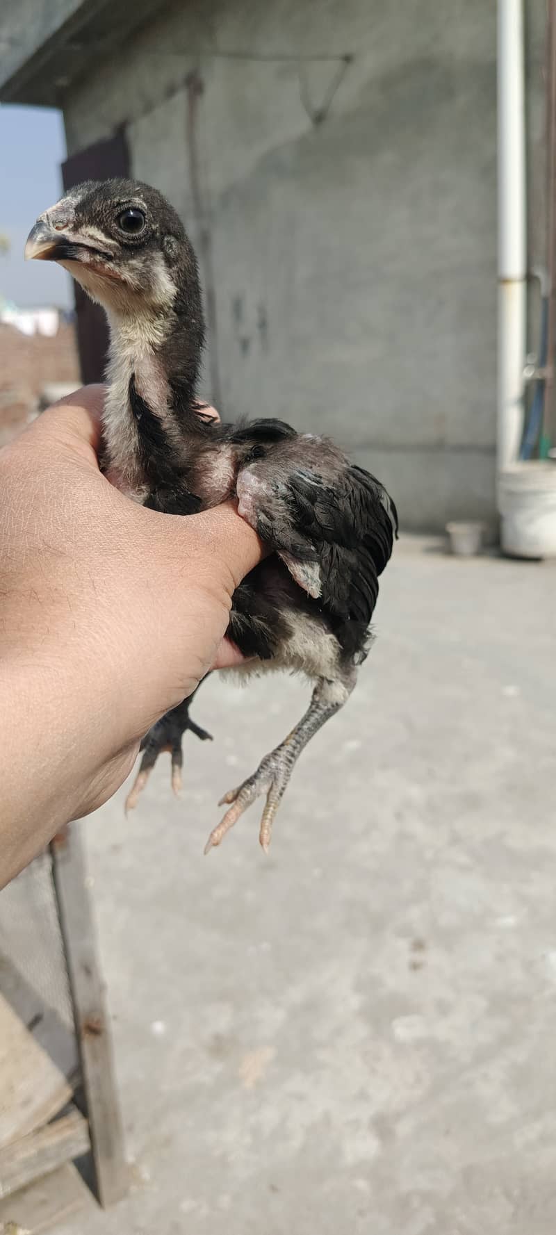 Thai aseel chicks for sale age 48 days Supreme quality healthy active 1