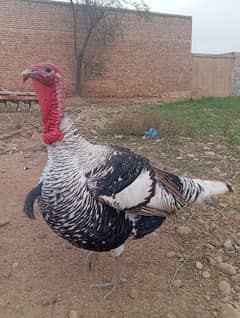 Turkey Egg available