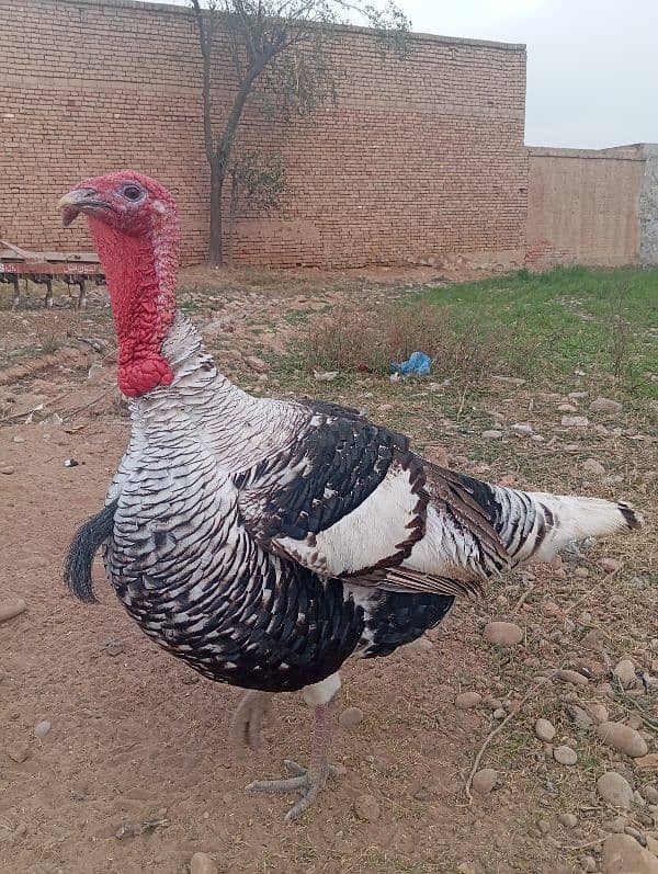 Turkey Egg available 0