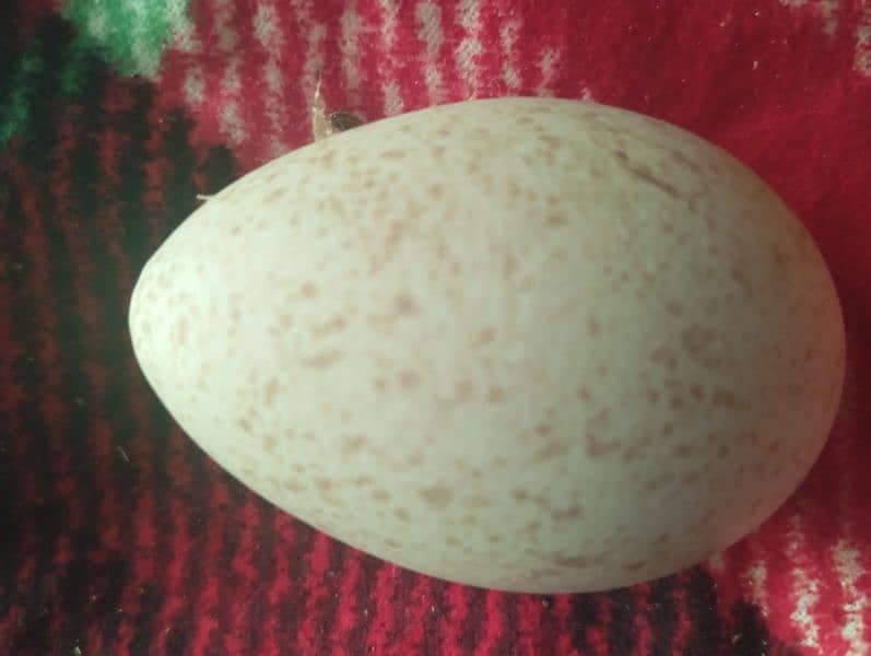 Turkey Egg available 2