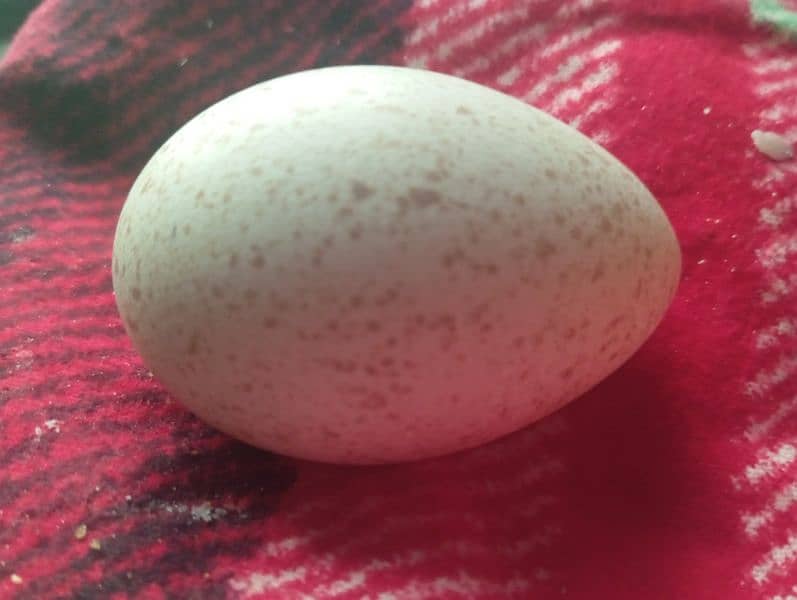 Turkey Egg available 3