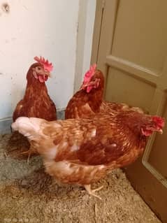 lohman brown and black , healthy egg laying hens,age 8 months