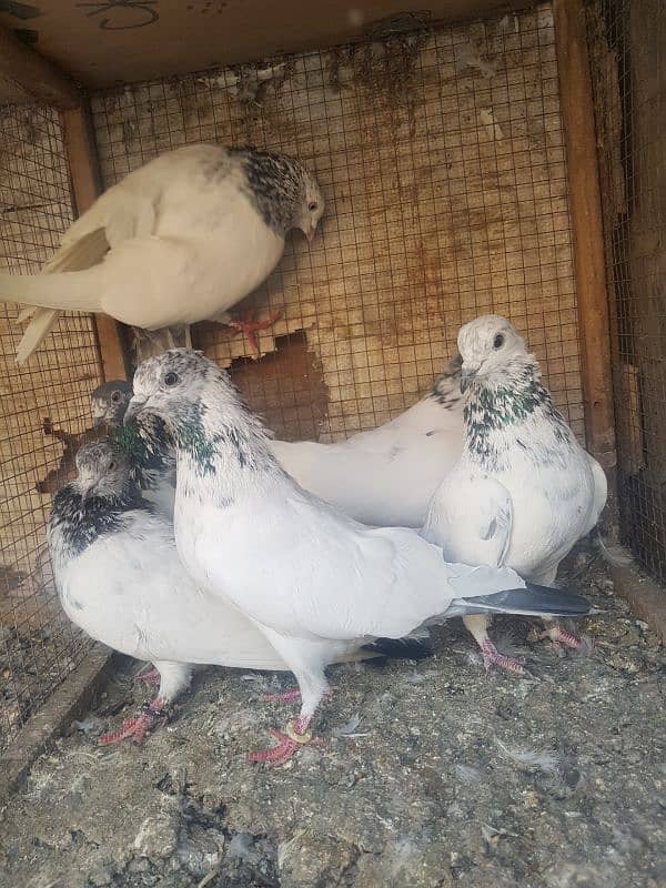 kamagar,sialakoti pigeon kabotar 3