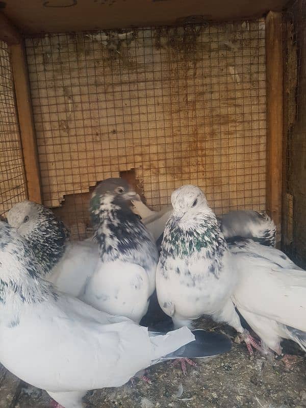 kamagar,sialakoti pigeon kabotar 13