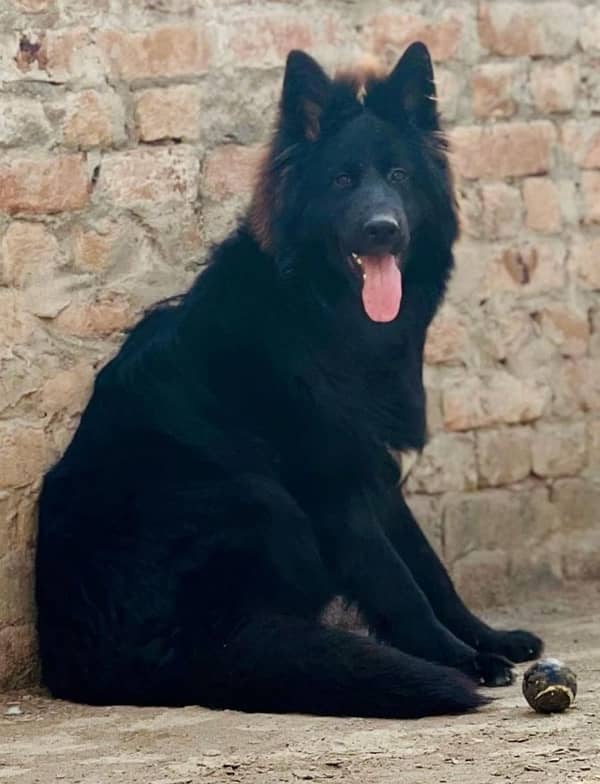 Black Shepherd male imported line For studee 2