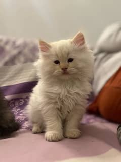 Persian Kitten high quality female white