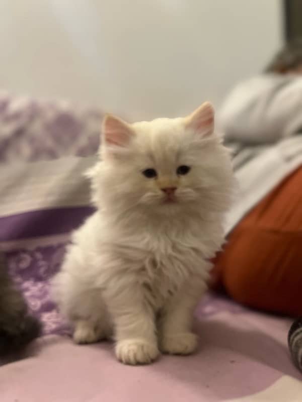 Persian Kitten high quality female white 1