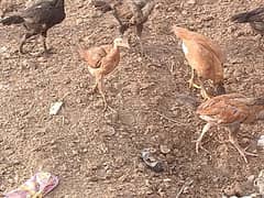 1 hen with 8 pathaa