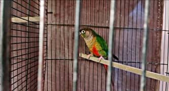 pineapple into Green cheek conure parrot pair