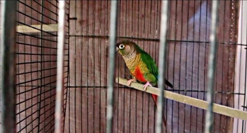 pineapple into Green cheek conure parrot pair 0